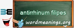 WordMeaning blackboard for antirrhinum filipes